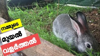 Rabbits in our Aviary