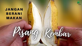 DILARANG Makan Pisang Kembar atau Pisang Gandeng Kayak Gini!! MITOS