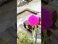 🌺 Flower decoration video🌺 #tranding #comedy #viral #viralshorts #viralvideo #love #flowers#dilwale