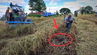 ยักษ์ใหญ่เจ้าถิ่นเจอตัวในข้าวล้ม ลุงหงอกขอโชว์เองตัวนี้