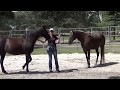 Buddy Sour Horses: How-to Fix, Part I
