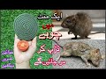 Quick rat killer  get rid of mouse magic mosquito coil chuhe bhagane ka tarika  kabad se jugad