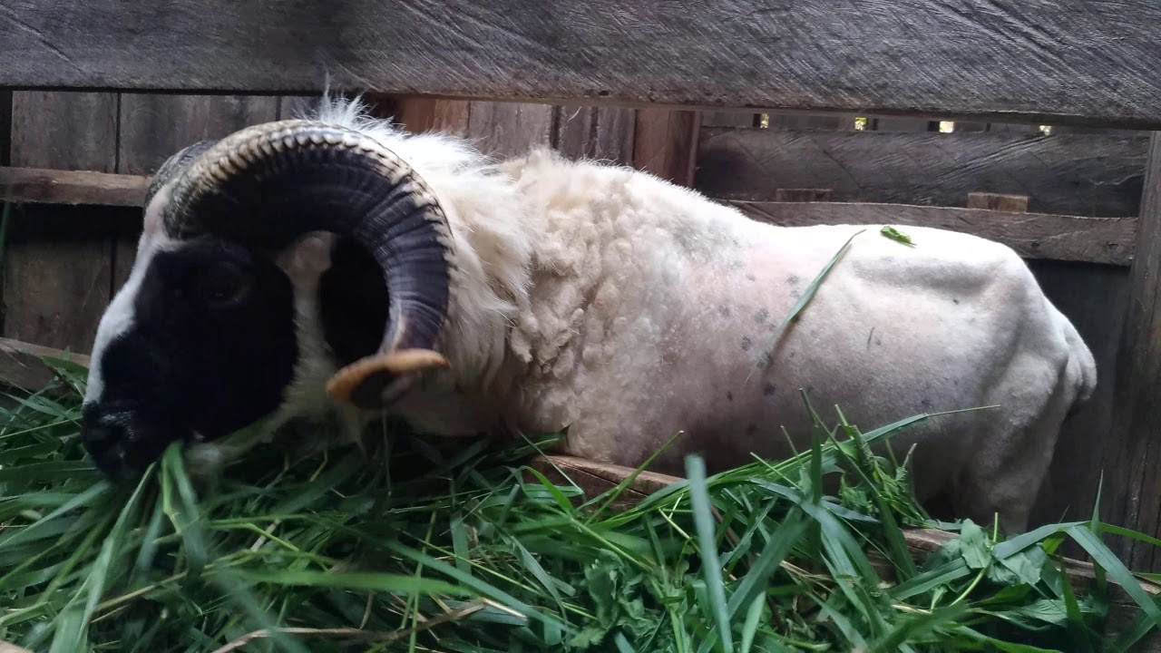 Domba Garut Super Pamacek Ghazanfarm YouTube Domba Garut Super Pamacek Ghazanfarm YouTube