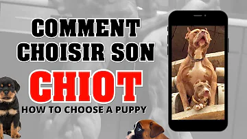 Comment reconnaître un vrai chiot pitbull