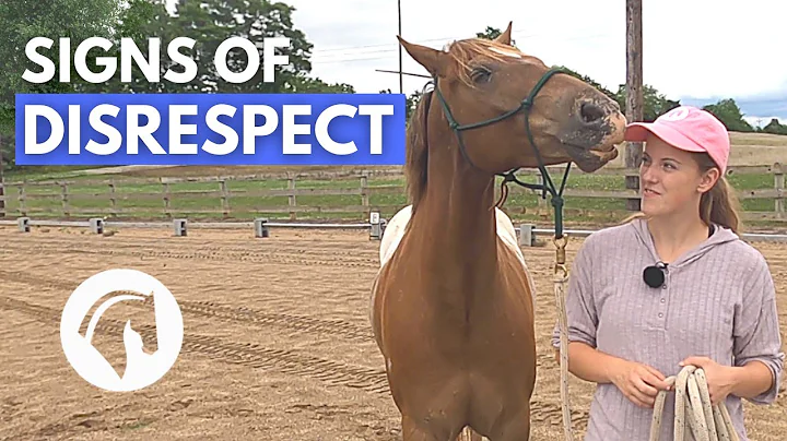 SIGNS A HORSE DOESN’T RESPECT YOU | Horse Behavior Guide - DayDayNews