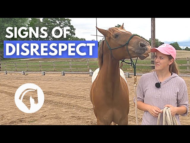 SIGNS A HORSE DOESN’T RESPECT YOU | Horse Behavior Guide class=
