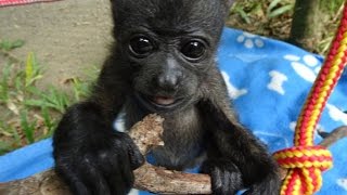 Cute orphan baby howler monkey's first steps climbing on trees