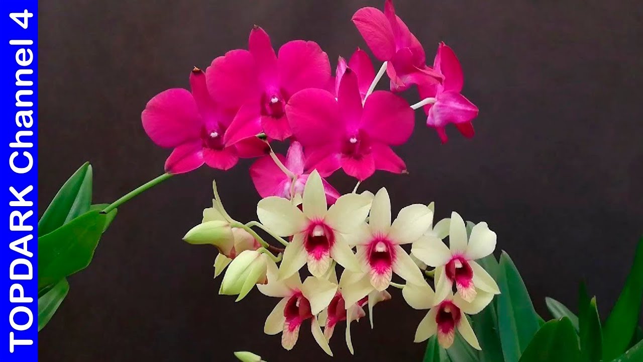10 Orquídeas mas hermosas - YouTube
