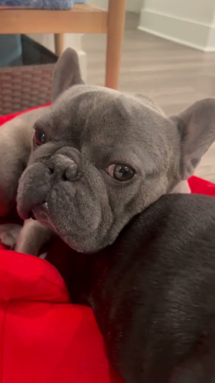 French Bulldog Rests On Brother's Rump || ViralHog