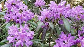 Mor ve sarı orman gülü görüntüleri-Rhododendron ponticum ve luteum.