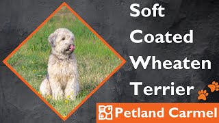 Tail Wagging Wonders: Soft Coated Wheaten Terrier Breed
