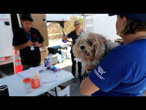 Video: Liam J. Perk Foundation: Šunų saugos žinios ir švietimas šeimoms