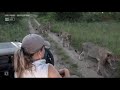 Wild Earth~Close Encounter with the Lions