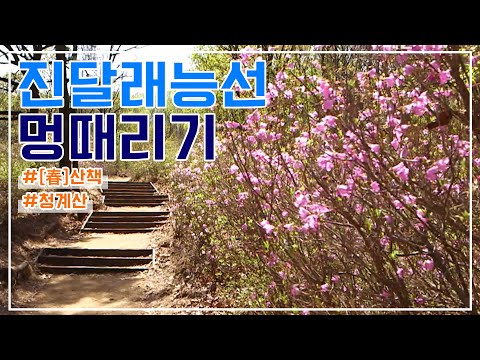[휴 명상 시즌3] 21. 청계산 진달래능선 멍때리기｜[春]산책｜휴명상