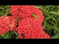 Beautiful Large Orange Ixora Plant @PlantZone