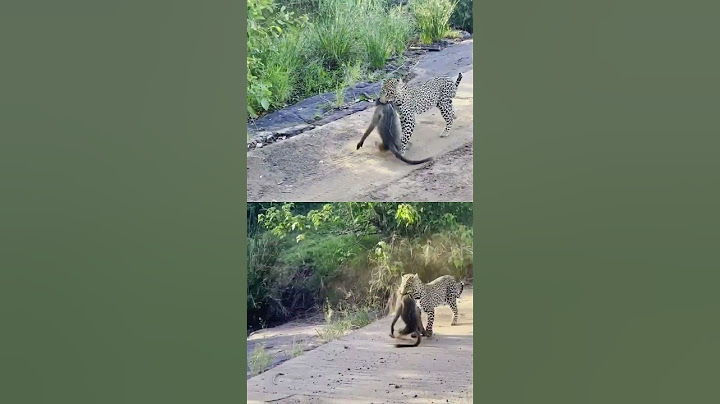 Leopard Pulls Off Perfect Ambush on Baboon - But they Fight Back