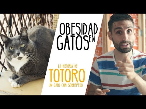 Obesidad en gatos. ¿Cómo está logrando adelgazar Totoro?