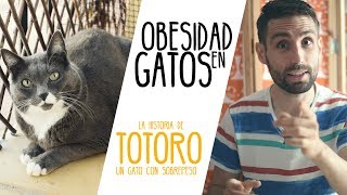 Obesidad en gatos. ¿Cómo está logrando adelgazar Totoro?