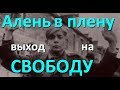 Как Аленю выйти из плена? Вернуть бывшую техника тамагочи. Dislive MGTOWМД МИСП