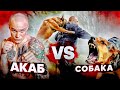 АРТУР АКАБ VS СОБАКА. Бойцовский день. Натравил пса на бойца.