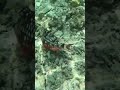 Spotlight Parrotfish feeding along the reef, West Bay Beach, Roatán