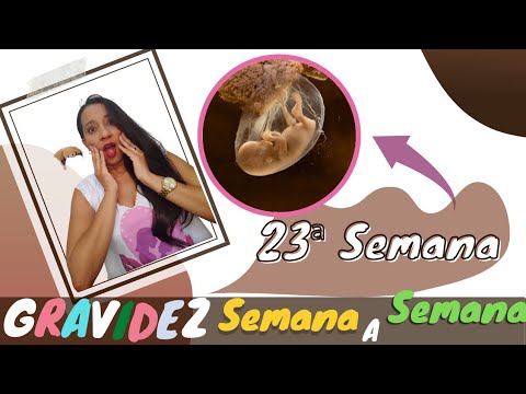 Vídeo: 23 Semanas De Gravidez: Sensações, Desenvolvimento Fetal