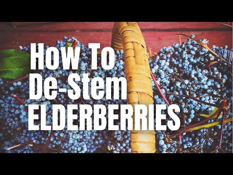 Video: Bagaimana cara menghilangkan elderberry dari batangnya?