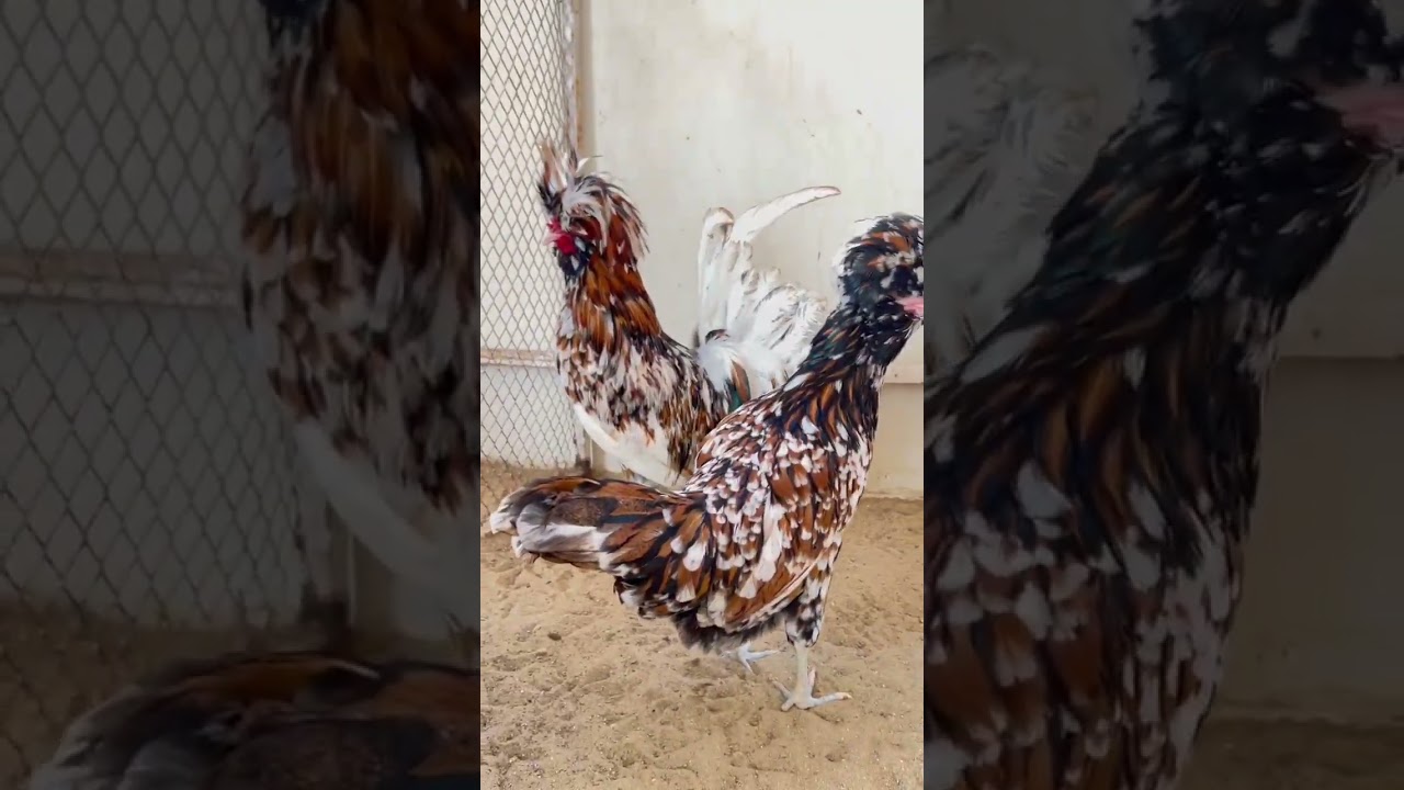 Trio polish/top notch quality,looking for new space,/#utubeshorts #chicken #polish