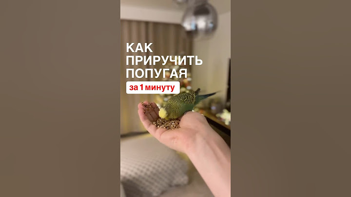 Как приручить попугая за 1 минуту! консультации +7999 9927019 орнитолог, ветеринар Краснов Иван