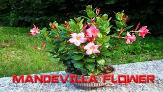 Top 10 Colorful Mandevilla Flower Ever You Seen | Amazing Flowers Video(HD)