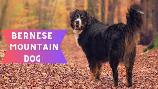 Best of Bernese Mountain Dog | The Beloved Family Companion PT-2 by Dog Lovers 104 views 4 months ago 3 minutes, 13 seconds