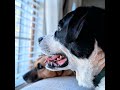 Warnings veterinarians are issuing for the summer months
