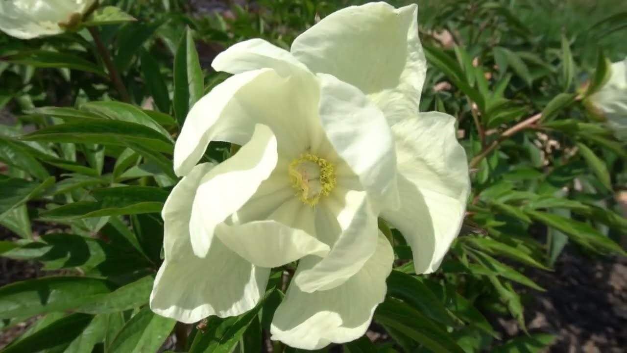 пион"Маленький желтый секрет"- Kleines Gelbes Geheimnis -  - Шульц 2017