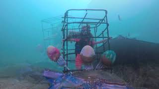 Easter Cage Dive Invaded By Giant Stingray - Ep 97