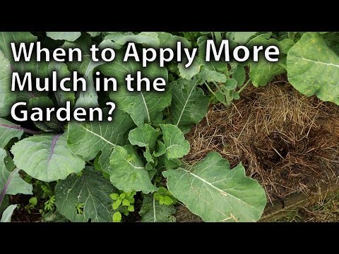 วีดีโอ: คลุมเตียง Veggie - วิธีการเติม Mulch ในสวนผัก