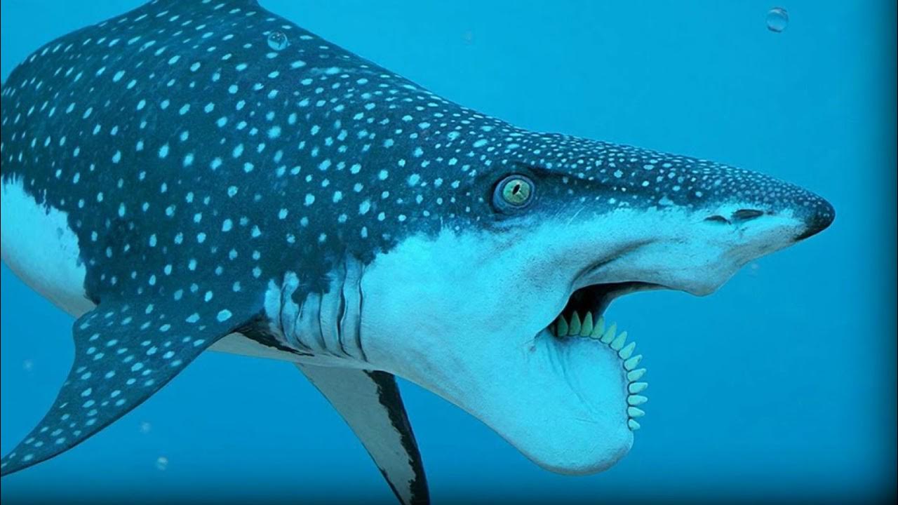 The Shark With the Buzzsaw Jaw YouTube