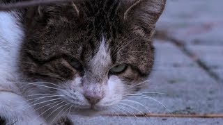 tough cat living on the street. матерый уличный кот. tough cat living on the street. матерый уличный кот.