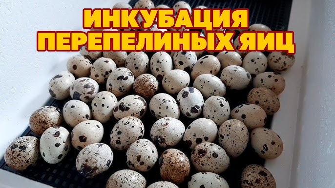 Улучшение условий содержания перепелов