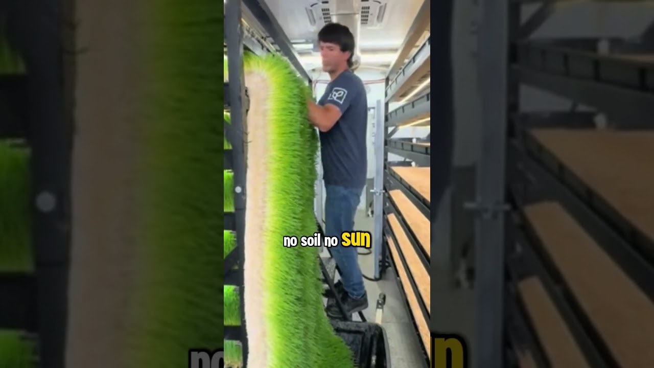 How to Grow Barley Grass in 6 Days (No Soil, No Sun!) 🌿 