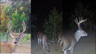 Trail Camera Nice Oklahoma Whitetail Bucks Triple Screen