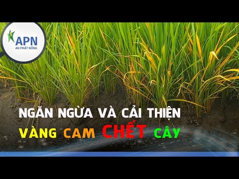 Video: Kiểm soát Lùn Vàng Lúa Mạch - Cách Điều Trị Lúa Lúa Với Các Triệu Chứng Lùn Vàng