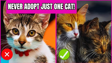 Why You Should Adopt 2 Cats Instead of 1