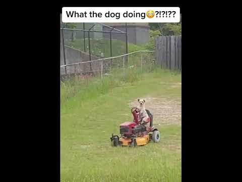 Was tut er da?! 😳😂 Ist das jetzt der neue Gartenservice? 🏡💨