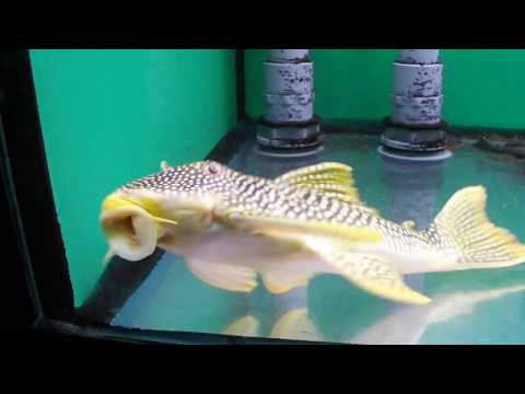 Scobinancistrus aureatus L014