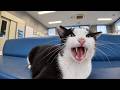 雨の日のフェリー乗り場は猫がいて楽しい