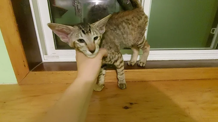 Watch the video about Peterbald kitten