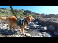 Moxiethetoller climbing Trolltunga, testing her gear from EQDOG- Be your dogs best friendTM