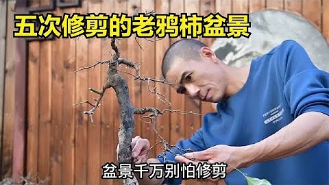 老鴉柿五次修剪的結果，真的很意外 - 天天要聞
