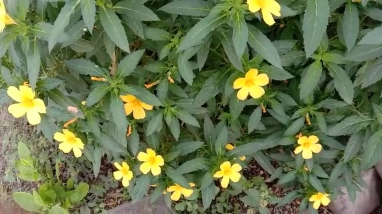 Turnera Ulmifolia/Cuban Butter Cup/ Yellow Elder...How To Grow And Care