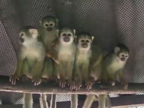 Volunteer Animal Shelter in Peru